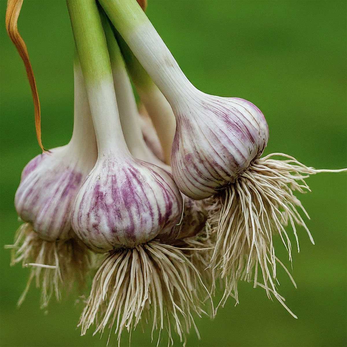 Назван лучший день для посадки озимого чеснока — крестьяне в это верили