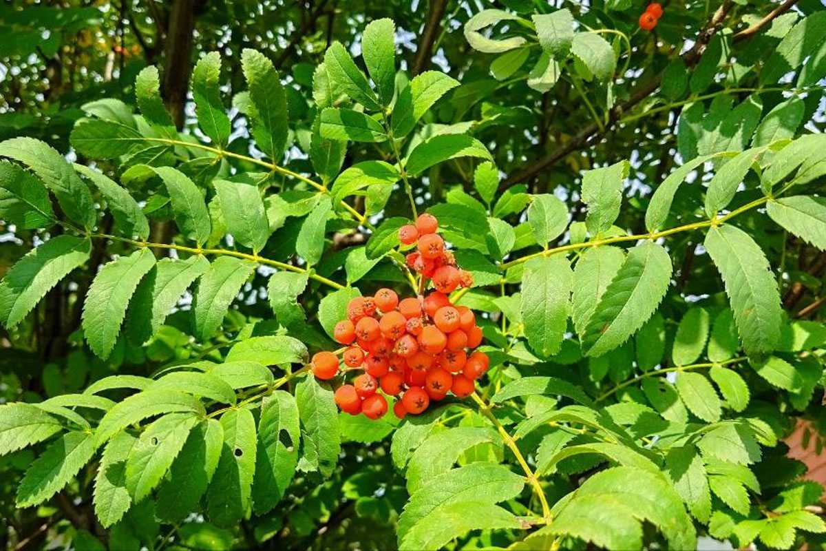 Башкирию ждёт тёплая пятница с температурой до +26°C