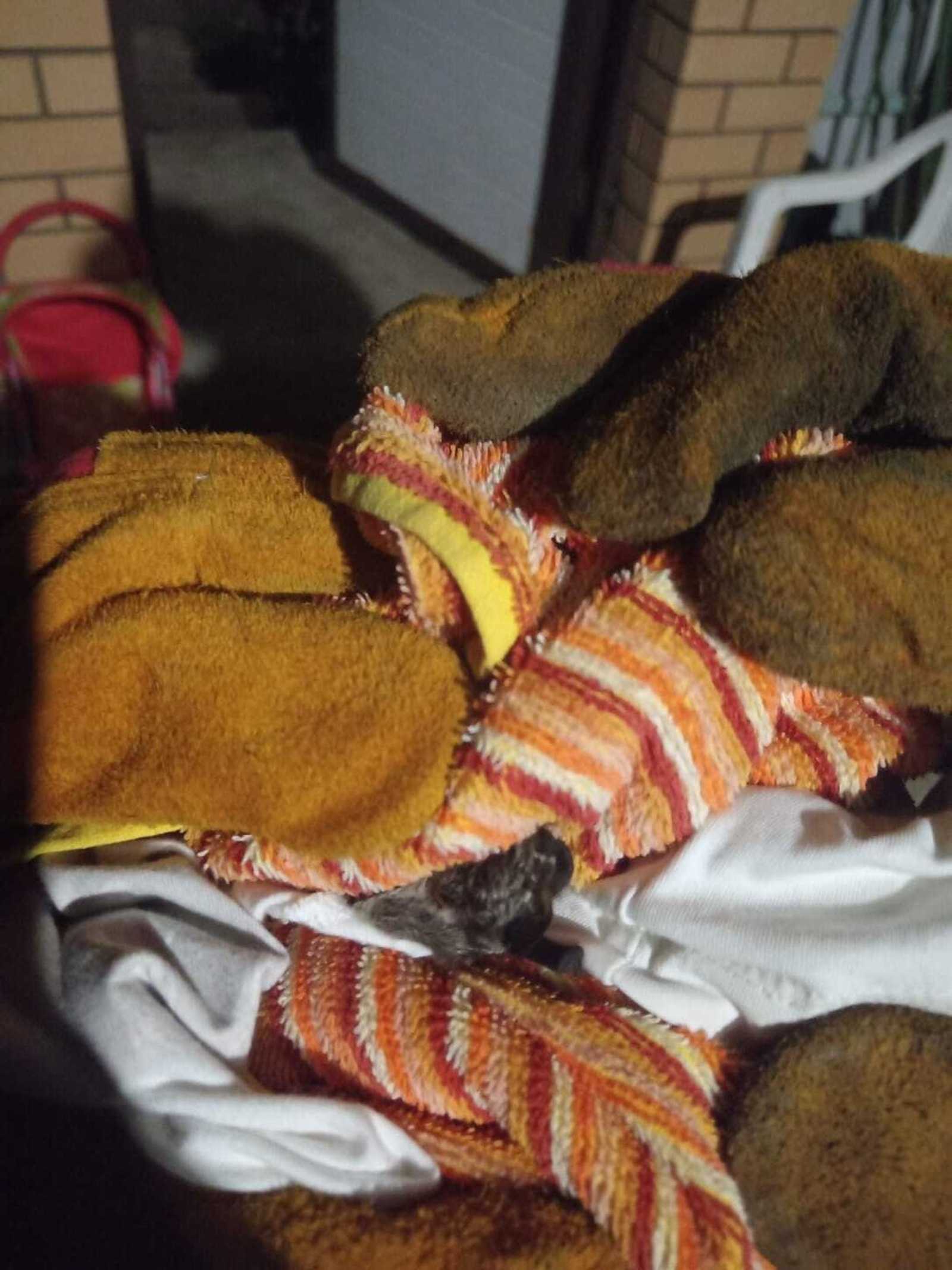 Спасатели изловили летучую мышь в туалете частного дома под Уфой