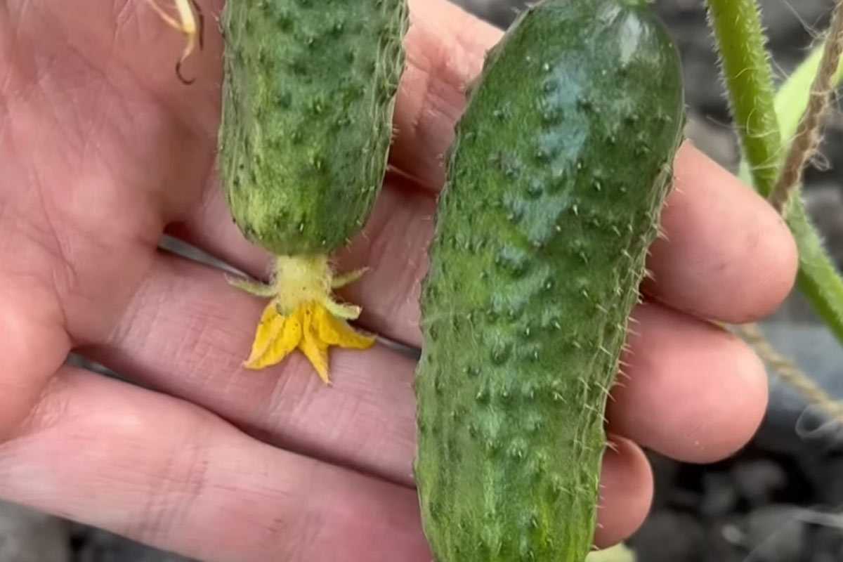 «Оживили» огурцы за 5 дней: полили этим аптечным средством и собрали второй урожай