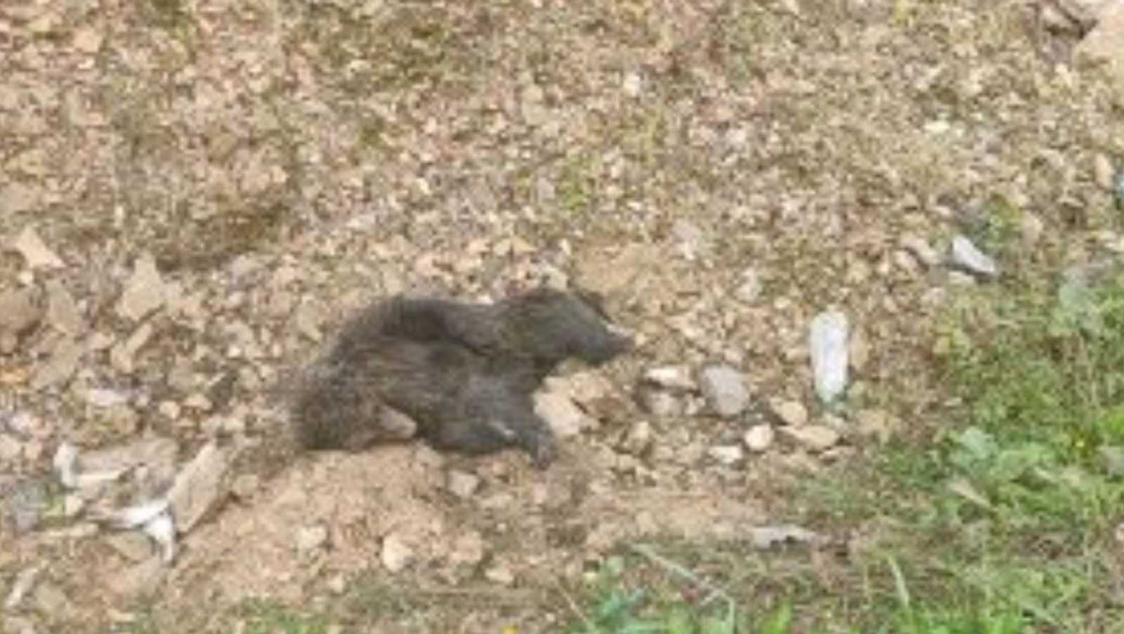 В Башкирии спасают медвежонка со сломанным позвоночником