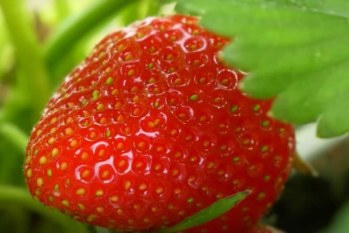 До заморозков остались недели: как правильно посадить клубнику для урожая-2026