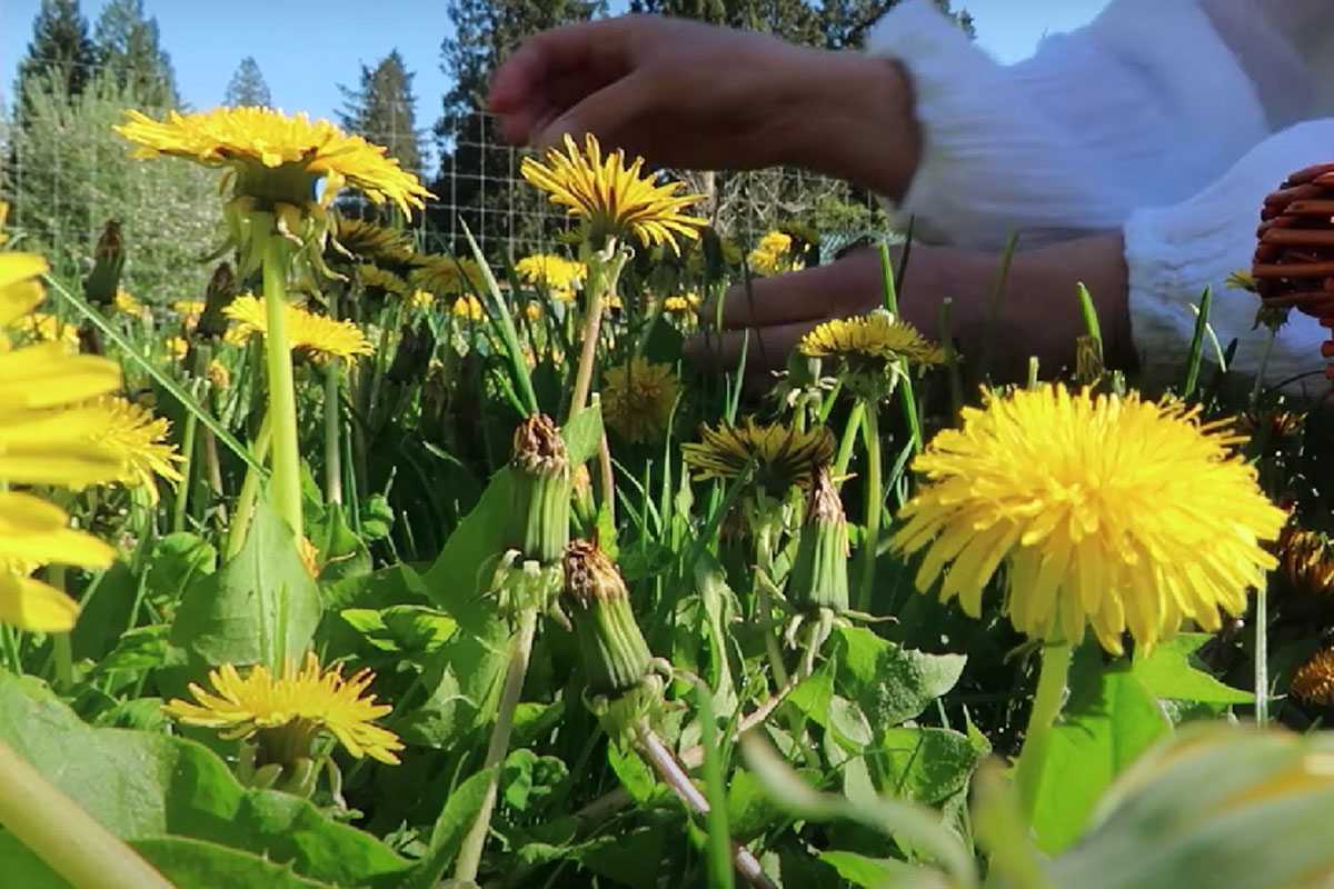 Стоп! Не вырывайте эти сорняки — они спасут ваш огород от вредителей