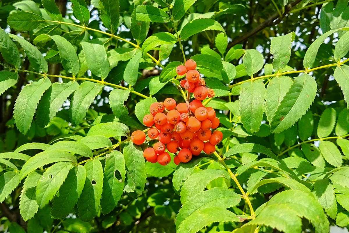 Бабье лето в Башкирии: синоптики обещают до +29 градусов