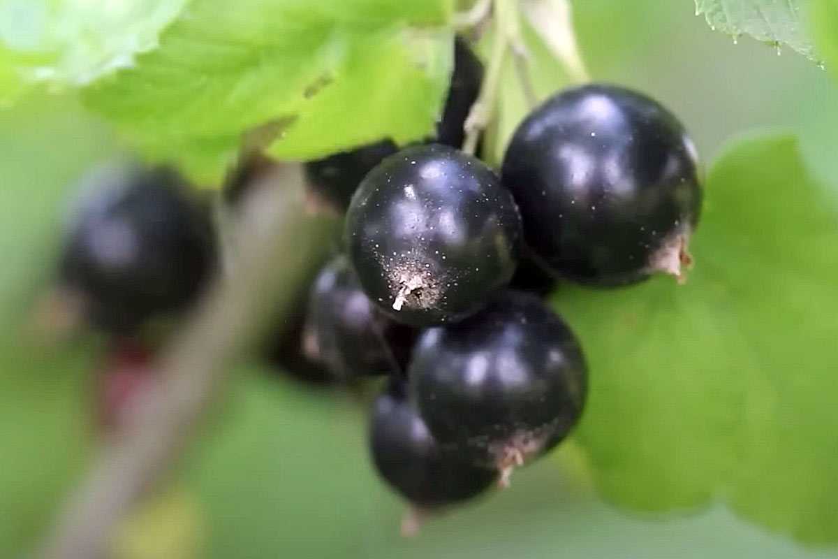 Сделайте это со смородиной до конца сентября — следующим летом соседи позавидуют урожаю