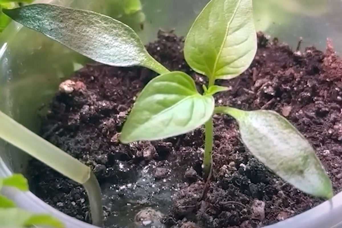 Раскидала по грядкам — и земля сразу «оживилась»: одно удобрение, которое поможет улучшить качество почвы — осенью для него самое время