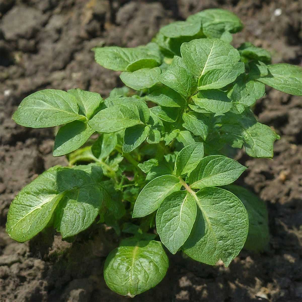 Не выбрасывайте картофельную ботву этой осенью: 3 способа превратить "мусор" в золото для огорода