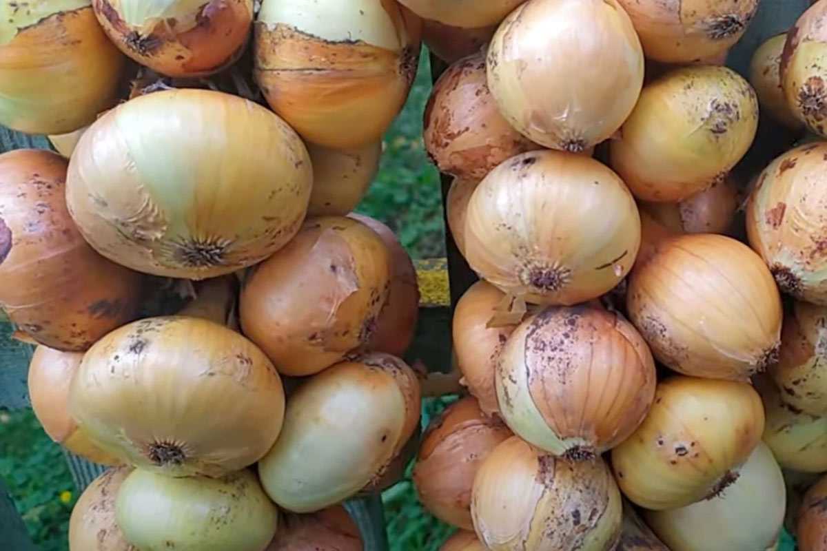 Мелкий севок под зиму даст урожай на месяц раньше: проверенная схема посадки за 3 недели до морозов