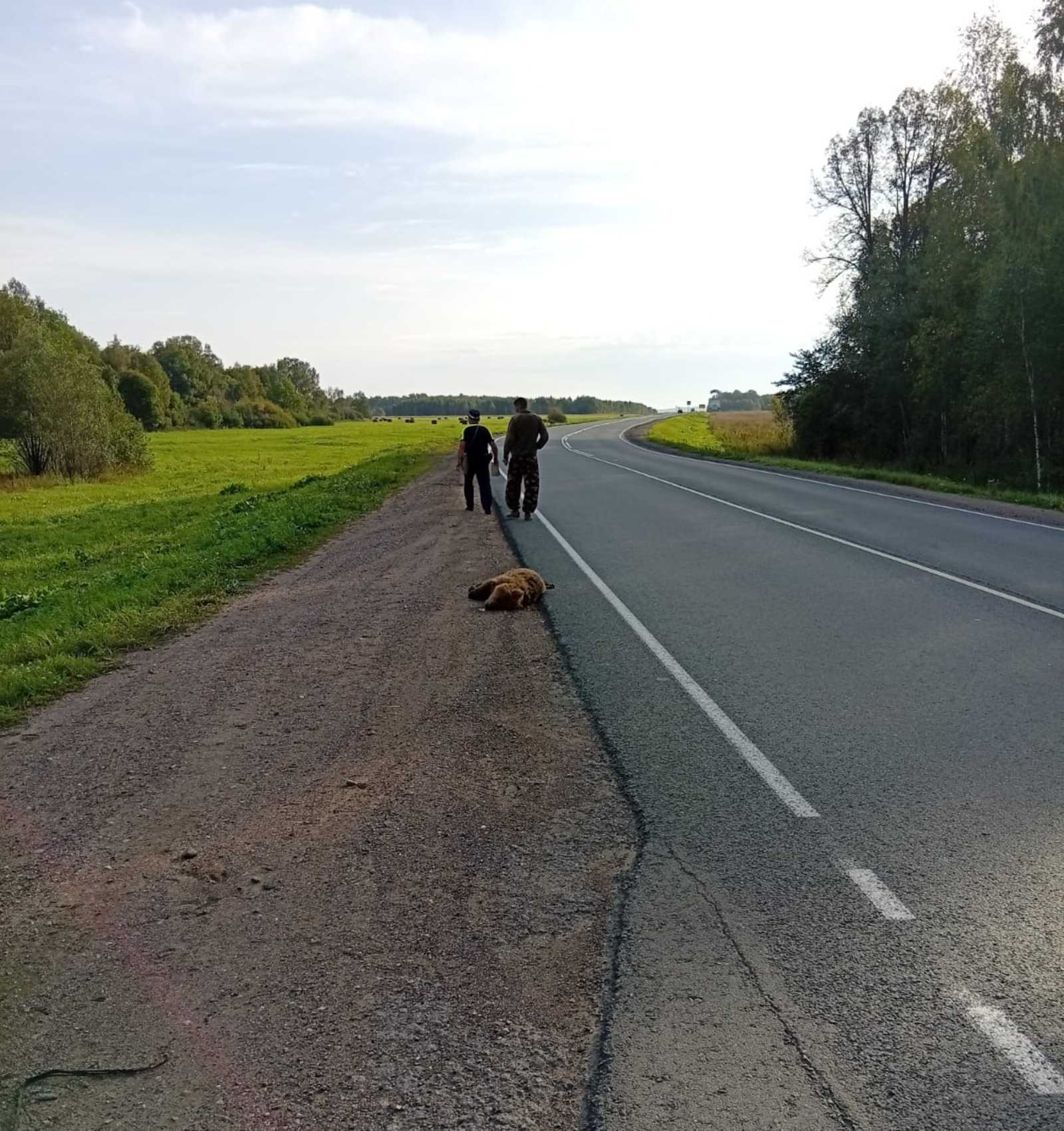 В Башкирии ищут водителя, сбившего медвежонка
