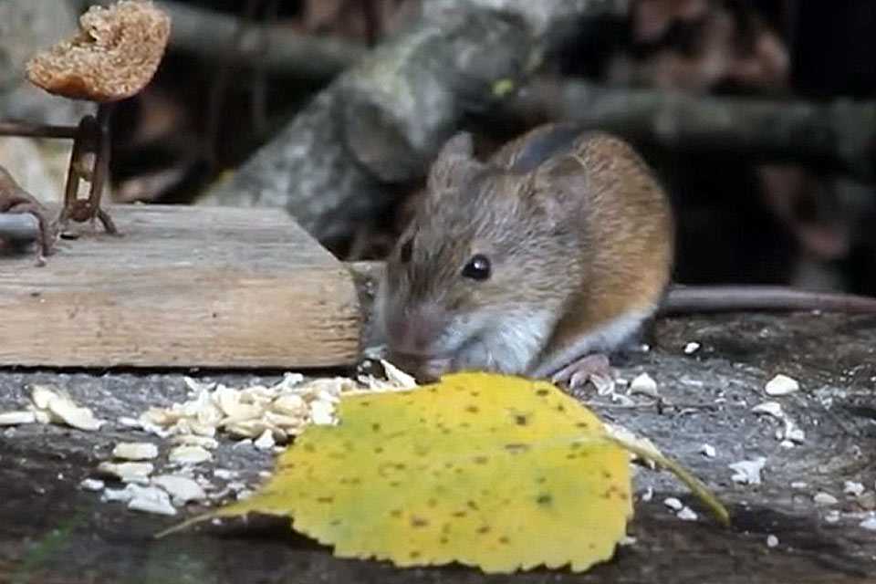 Как быстро избавиться от крыс и мышей на даче? Беру средство из аптечки — за 2 минуты «обнуляю» целое полчище грызунов