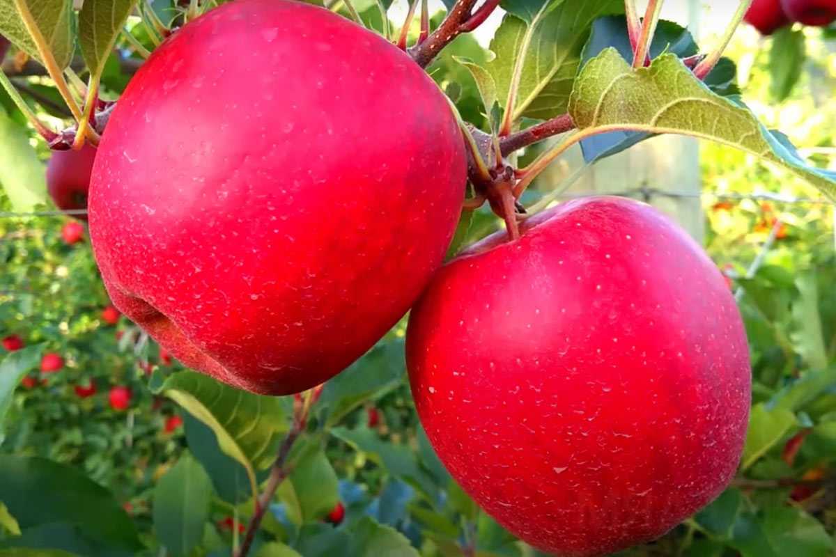 Использую скошенную траву для плодовых деревьев — урожайность взлетает в разы: никаких удобрений не нужно