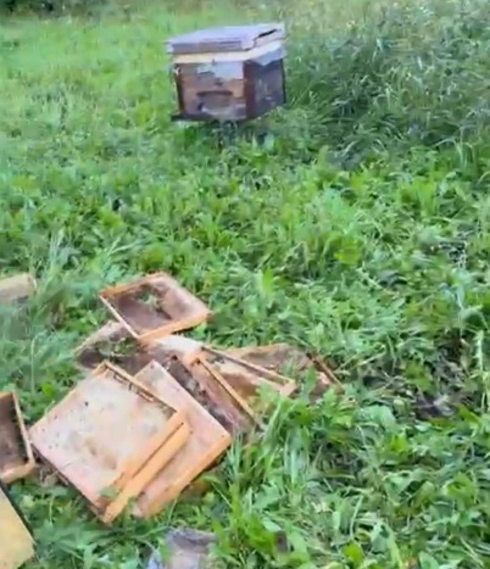 Медведь устроил погром на пасеке охотинспектора в Башкирии