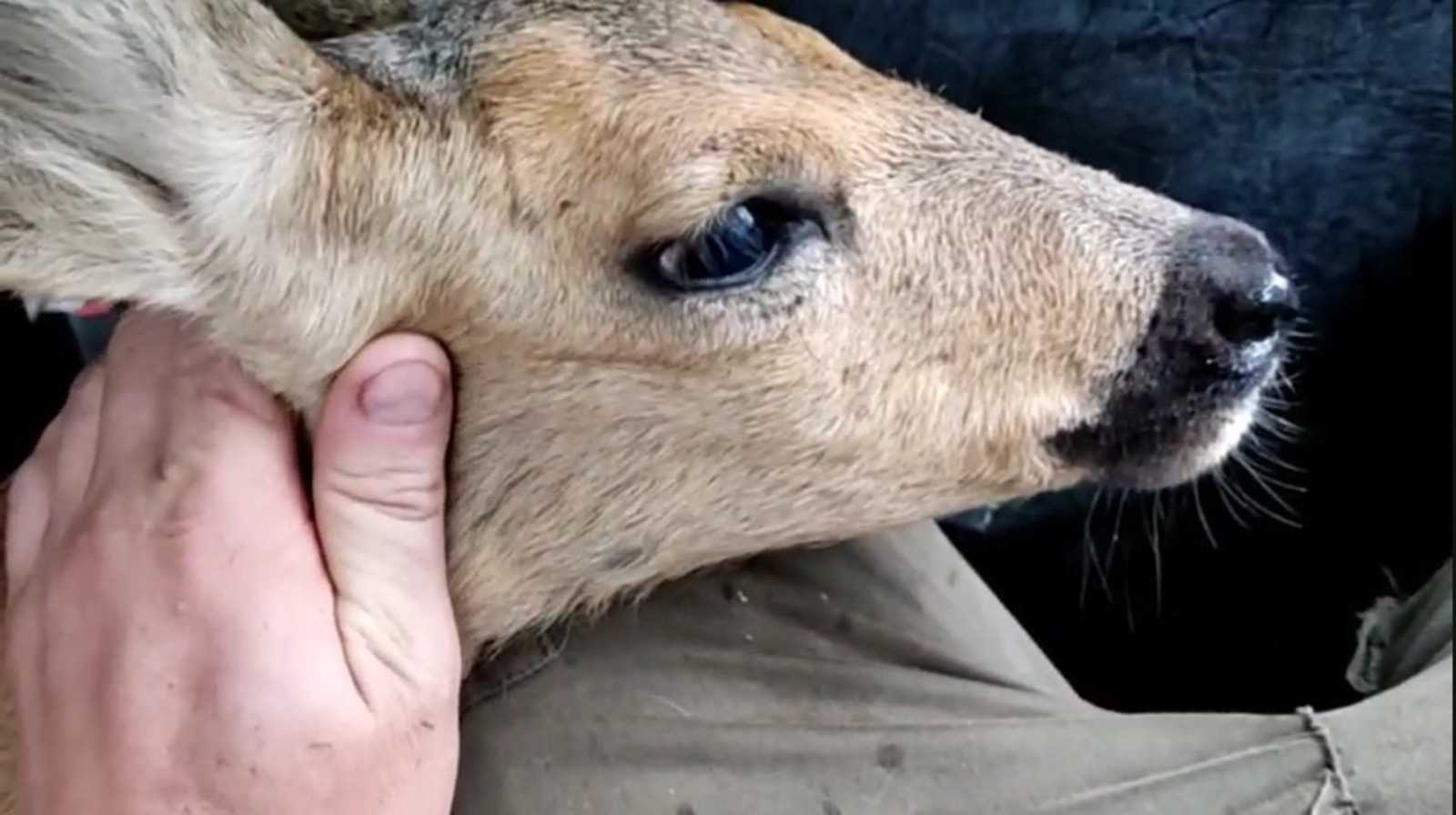 Под Уфой усыпили детеныша косули с переломом позвоночника