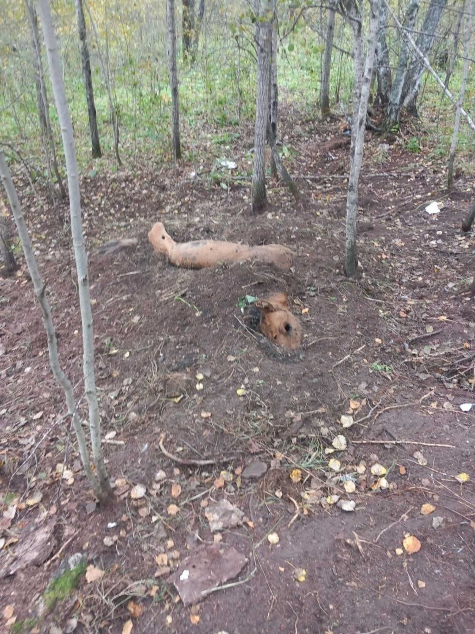 Страшная находка в Башкирии шокировала жителей