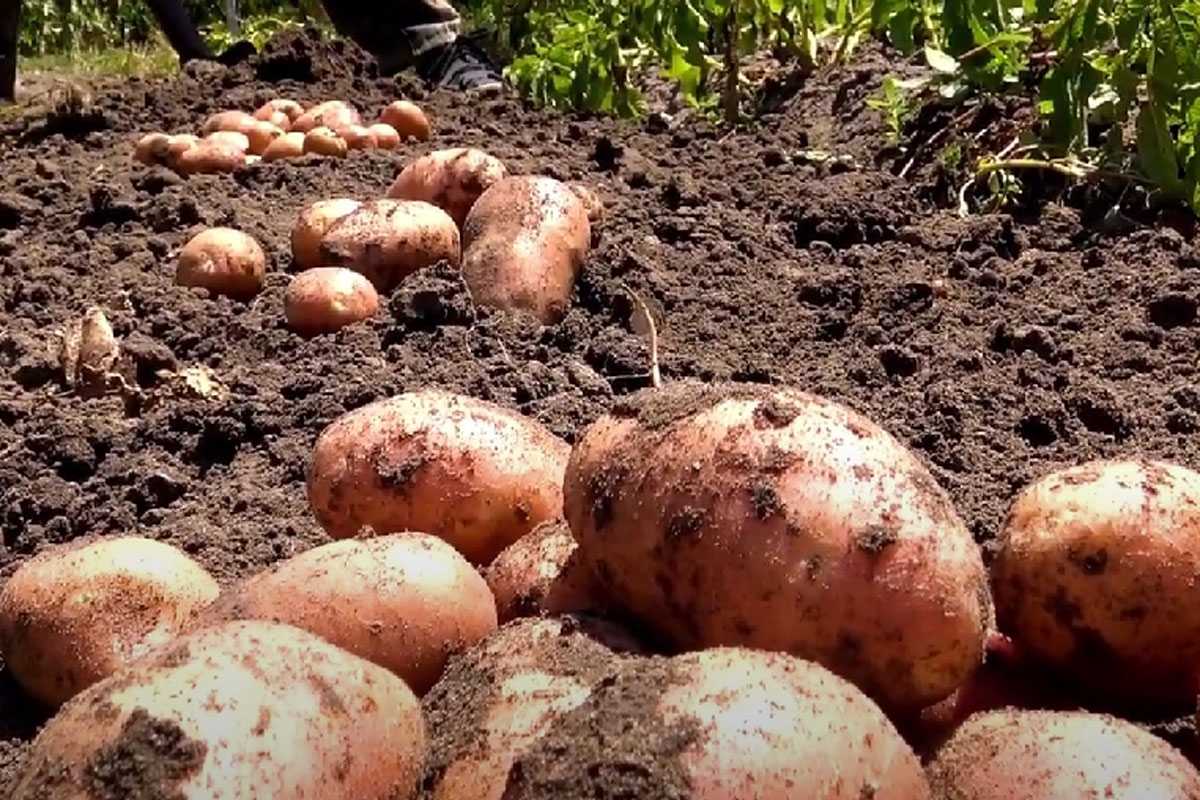 Запастись на всю зиму: как правильно собрать урожай картошки и уберечь его в целости и сохранности