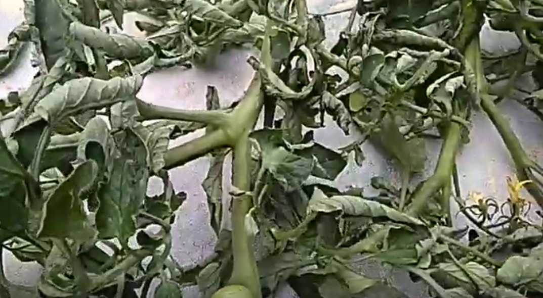 В бабье лето — самое время: 1 ложку в лейку — и фитофторы нет ни после картофеля, ни после томатов