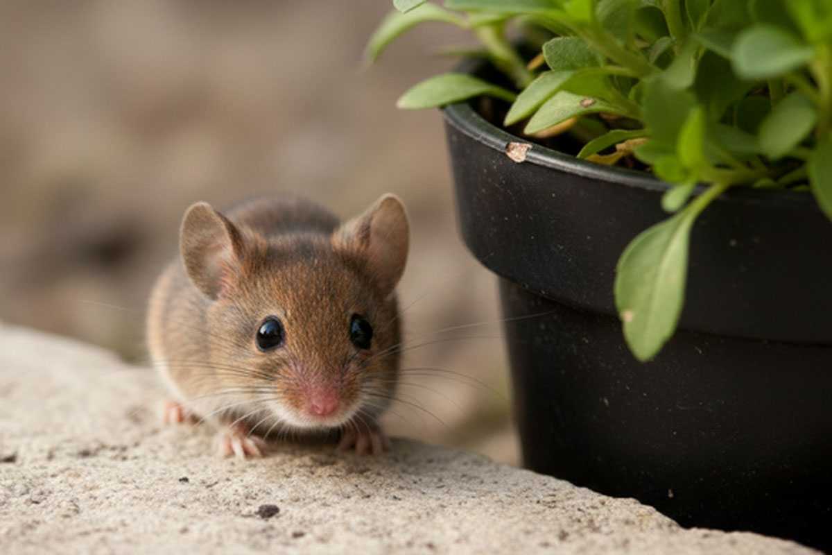 Просто смешиваем, раскладываем дома и удивляемся — мышей и крыс больше не будет: поможет точно