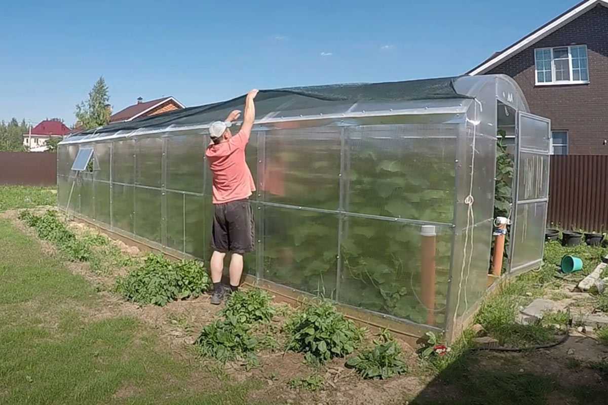 Дешево и сердито: 4 бюджетных препарата для осенней обработки теплицы от тли