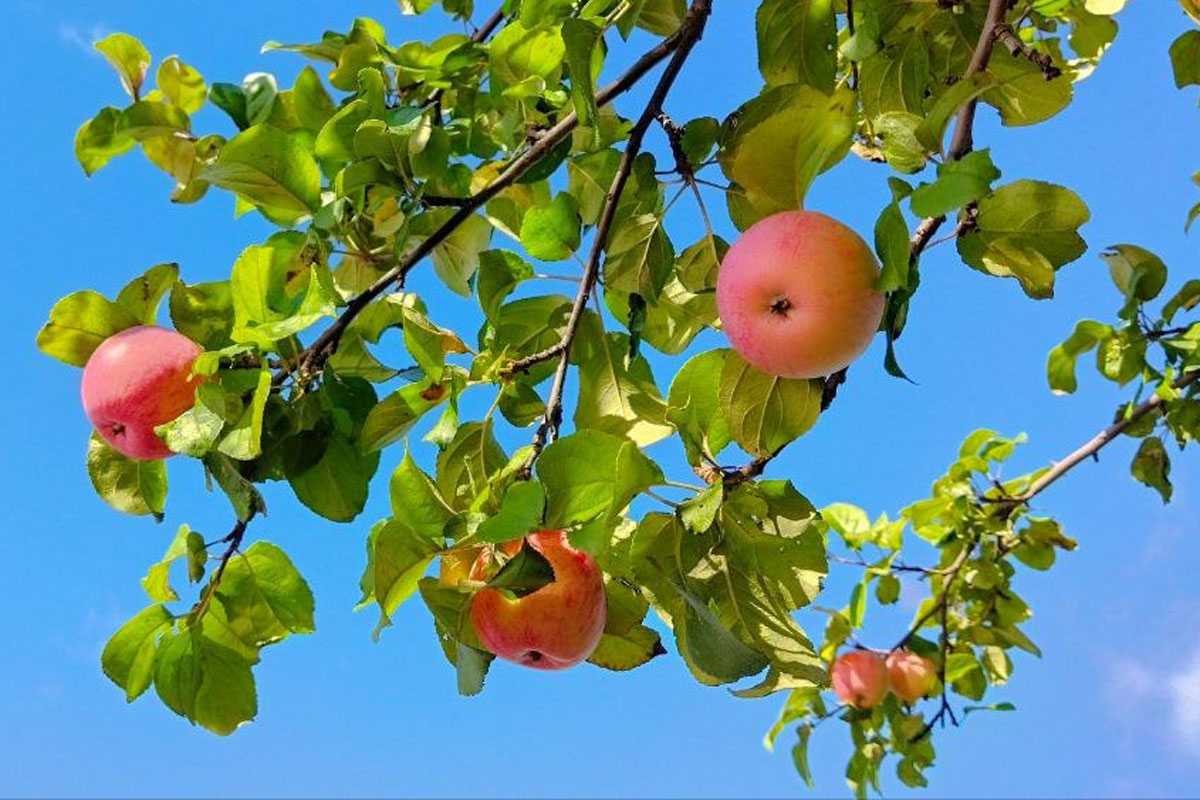 Обработала яблоню осенью — про паршу навсегда забыла: уничтожение грибка произойдет мгновенно