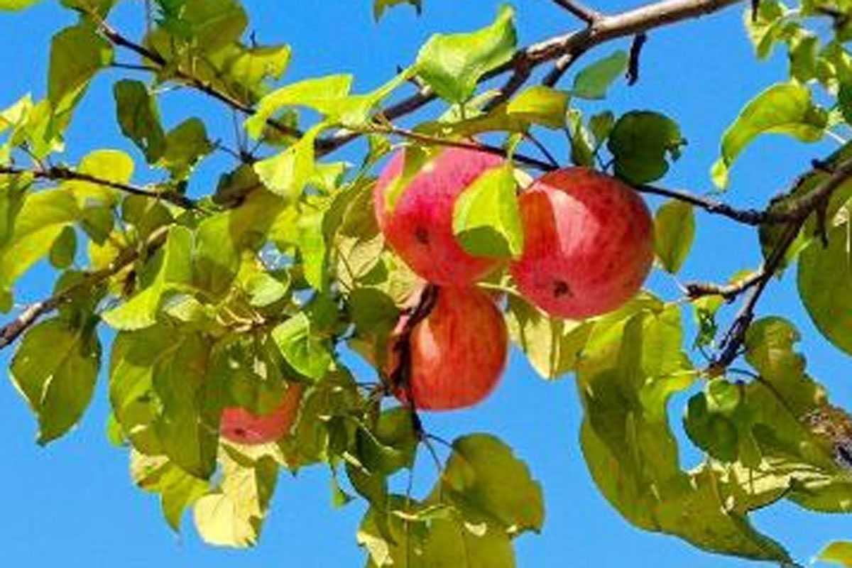 Воздушная «атака» на кухне: почему яблоки в квартире — хуже напалма