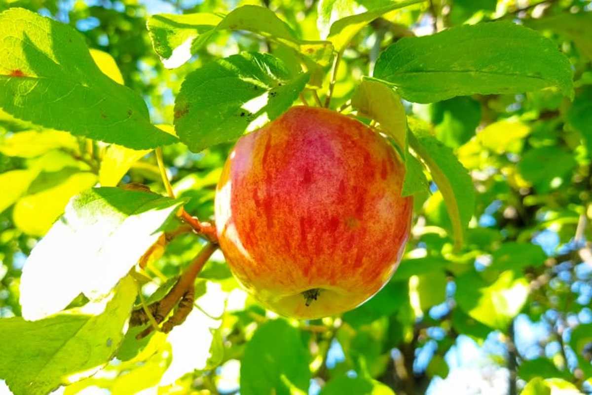 Бабье лето задержится в Башкирии еще на день. Какую погоду обещают синоптики?
