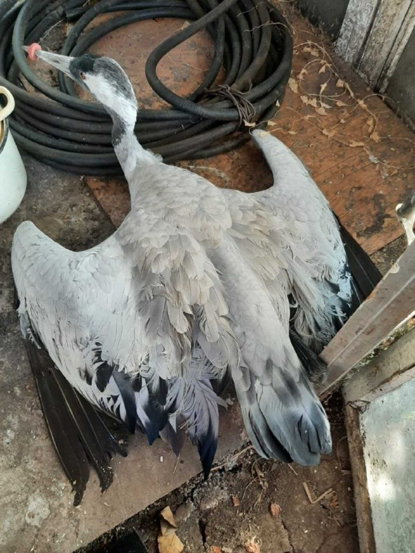 В Башкирии из-за мусора погиб краснокнижный журавль