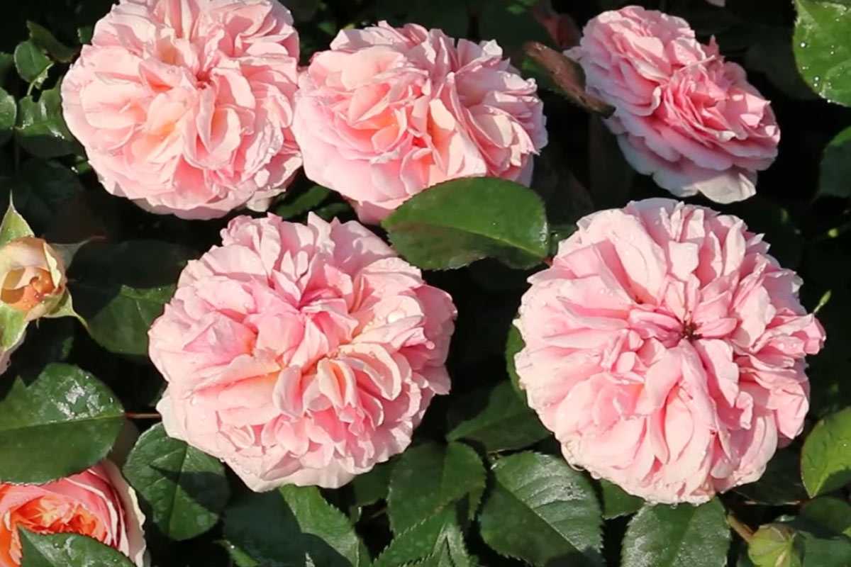 Вижу на розах этот признак — иду за секатором: роскошный цветник весной обеспечен — 6 правил обрезки