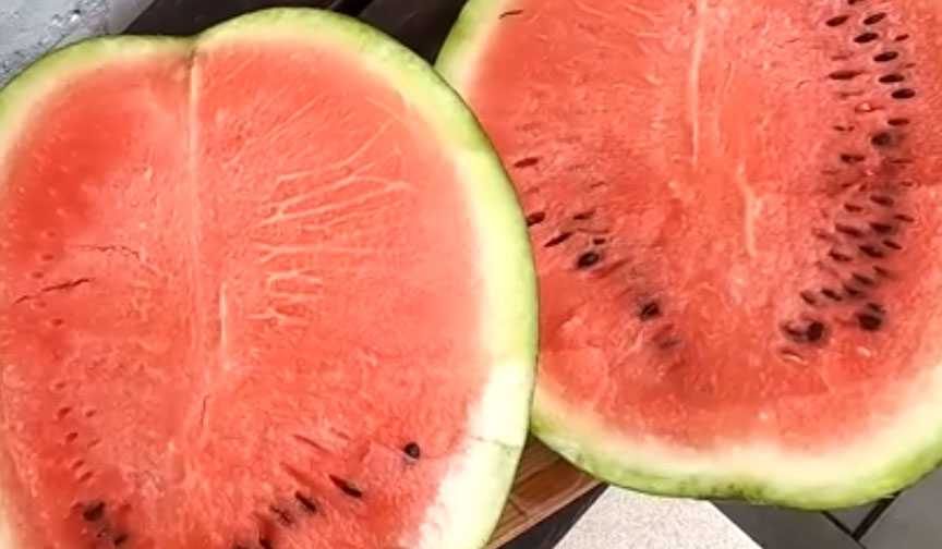 Не в песке и не в воде: храню арбузы и дыни до зимы другим способом — не гниют и не плесневеют