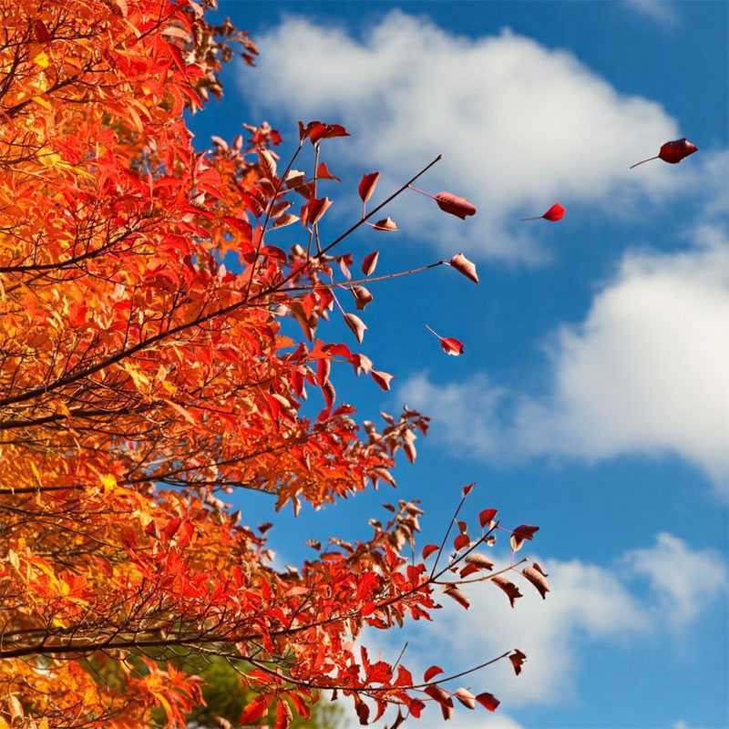 Бабье лето в Башкирии: ждать ли тепла в конце сентябре