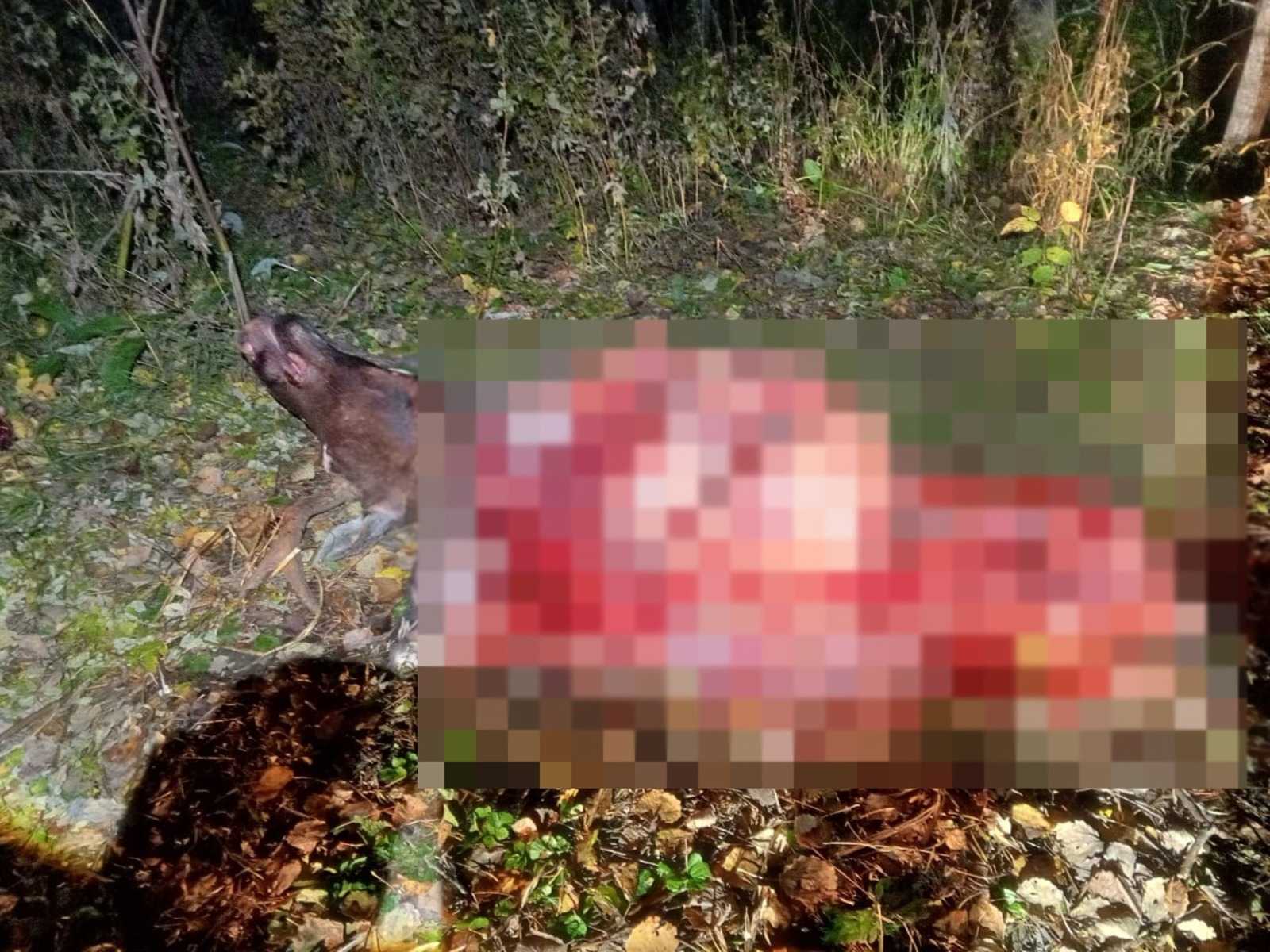 В Башкирии задержали браконьера, застрелившего лося