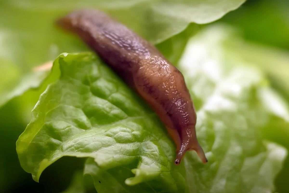 В Башкирии зафиксировано массовое размножение слизней и улиток