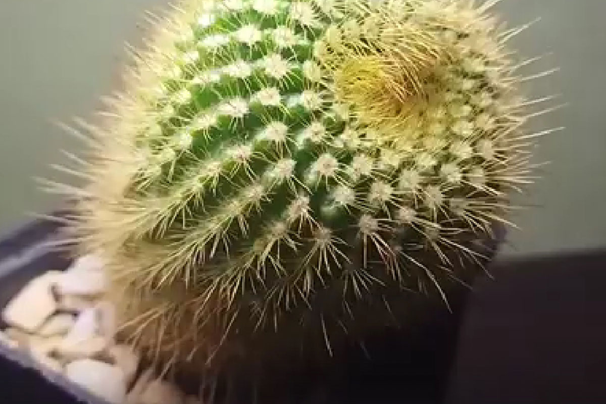 Понадобятся плотные перчатки: как без проблем пересадить кактус в новый горшок