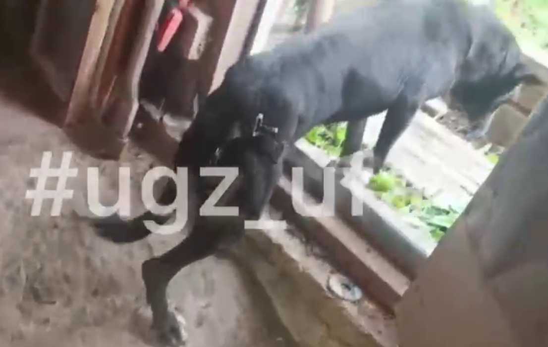 В Уфе спасли собаку, упавшую в погреб