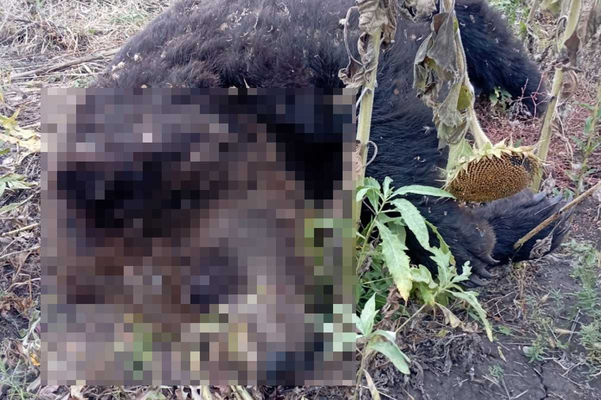 В Башкирии водитель сбил медведя и скрылся с места ДТП