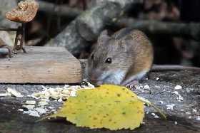 Как быстро избавиться от крыс и мышей на даче? Беру средство из аптечки — за 2 минуты «обнуляю» целое полчище грызунов