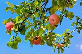 Обработала яблоню осенью — про паршу навсегда забыла: уничтожение грибка произойдет мгновенно