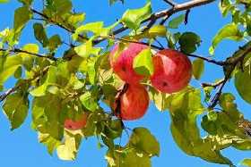 Воздушная «атака» на кухне: почему яблоки в квартире — хуже напалма