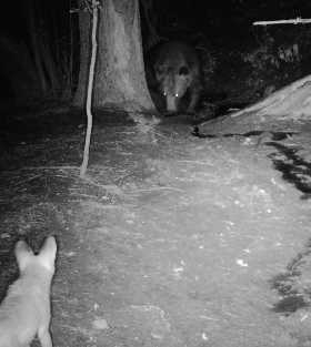 В нацпарке «Башкирия» туристов просят не ходить в походы по ночам