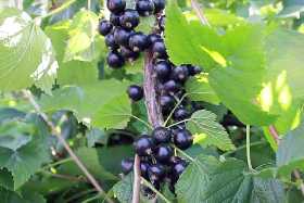 Смородина обожает эту подкормку осенью — достали из мусорного ведра, безотходное производство