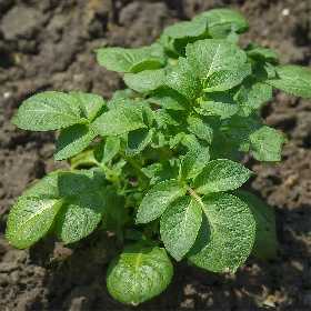 Оставляю картофельную ботву на грядке — весной почва становится лучше чернозема: сидераты с навозом и рядом не стояли