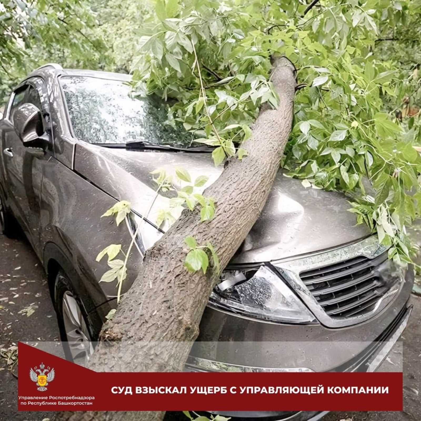 В Уфе житель отсудил у ЖЭУ почти полмиллиона за раздавленную деревом машину