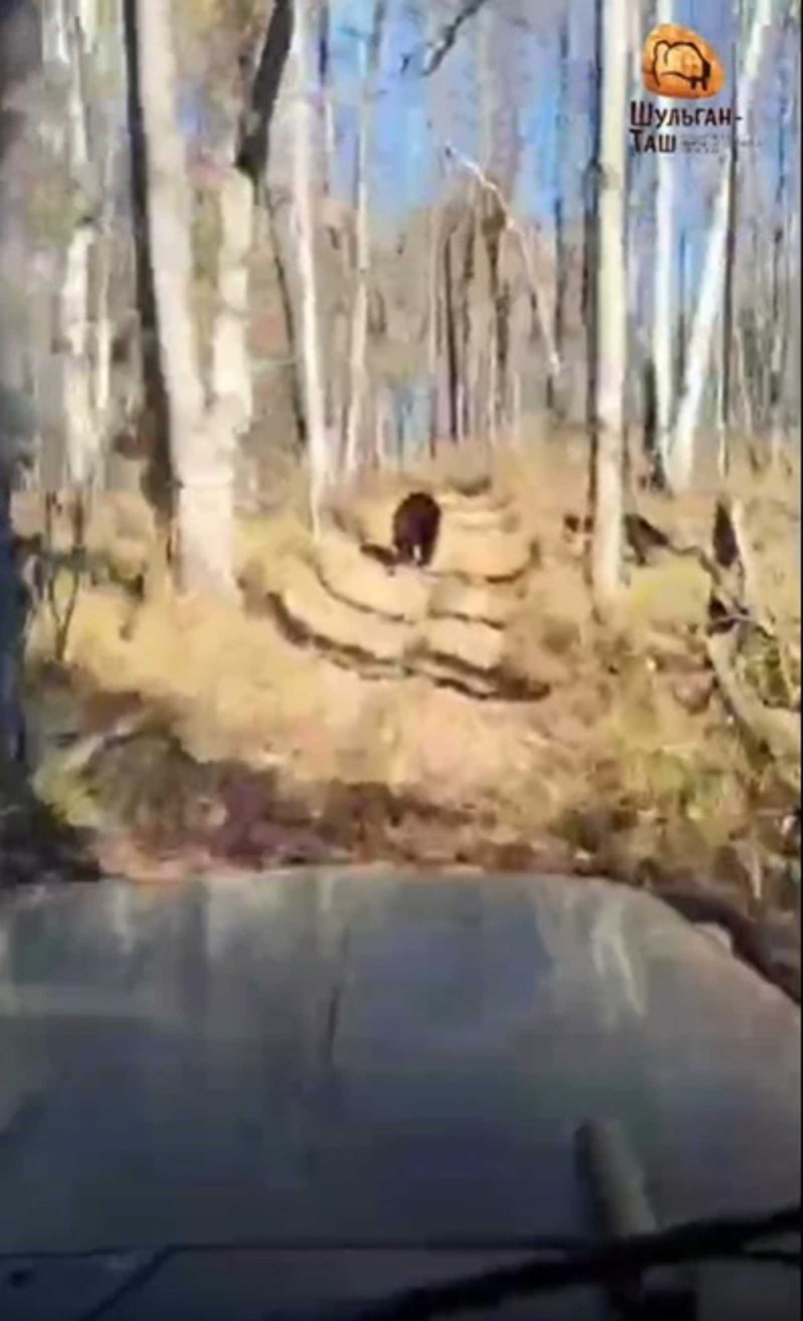 Медведь устроил шестикилометровый забег перед машинами сотрудников заповедника в Башкирии