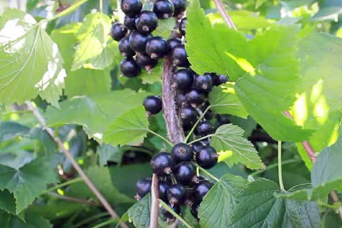 Вместо кипятка и отравы: готовлю едкий концентрат — и смородина защищена от бед на все 4 сезона