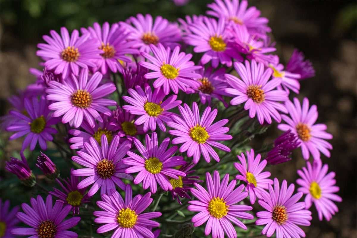 Букет от тайного поклонника лишил уфимку 1 млн рублей