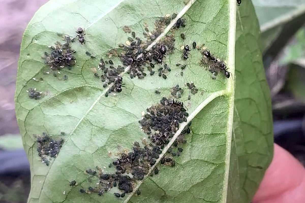 Забудьте о мыле: единственный способ победить тлю, который действительно работает — прилипает намертво