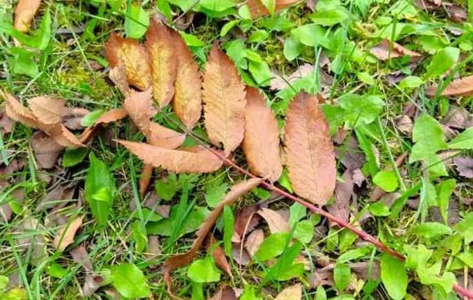 Заморозки до -3 и туман: о погоде в Башкирии на 10 октября