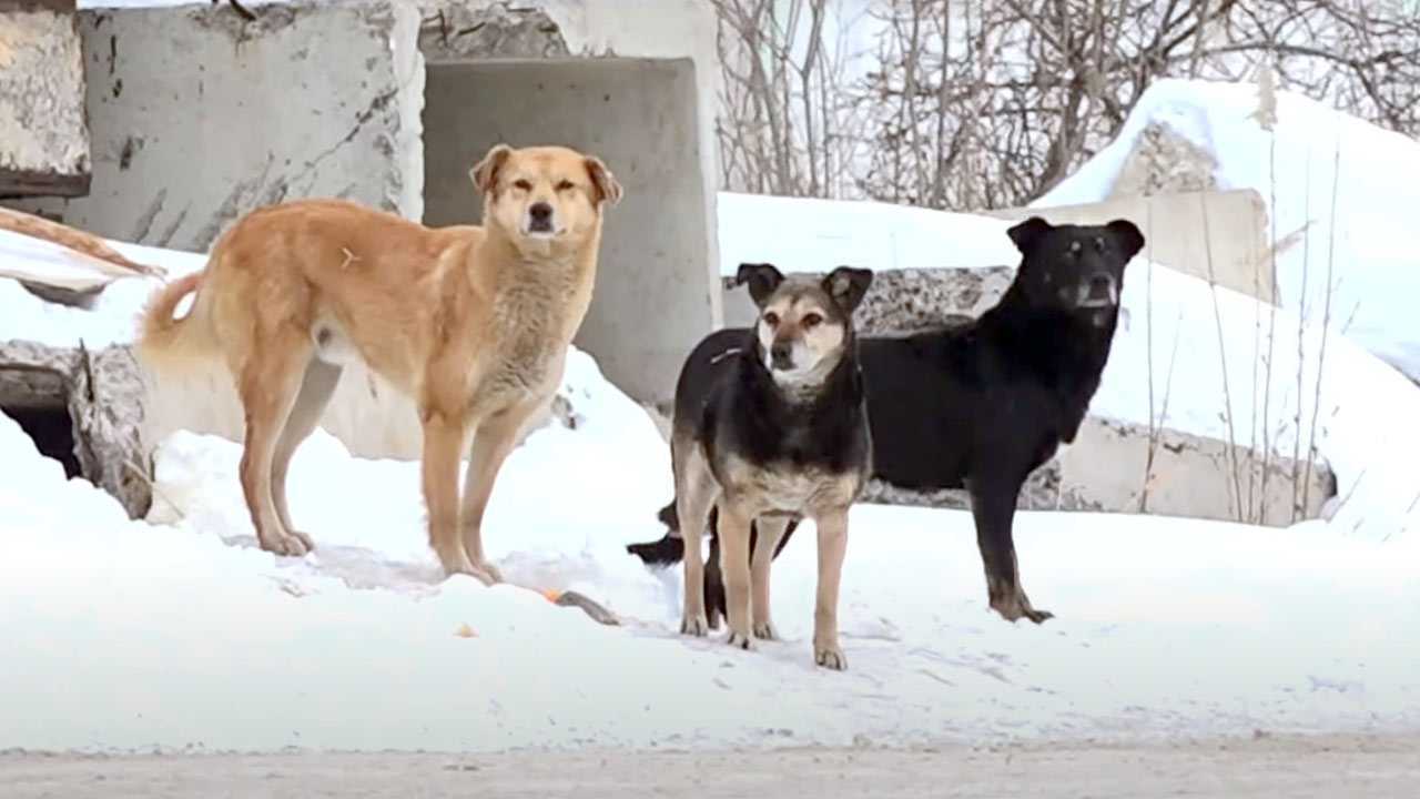 В Башкирии сократили расходы на отлов животных. Теперь они чаще нападают на людей