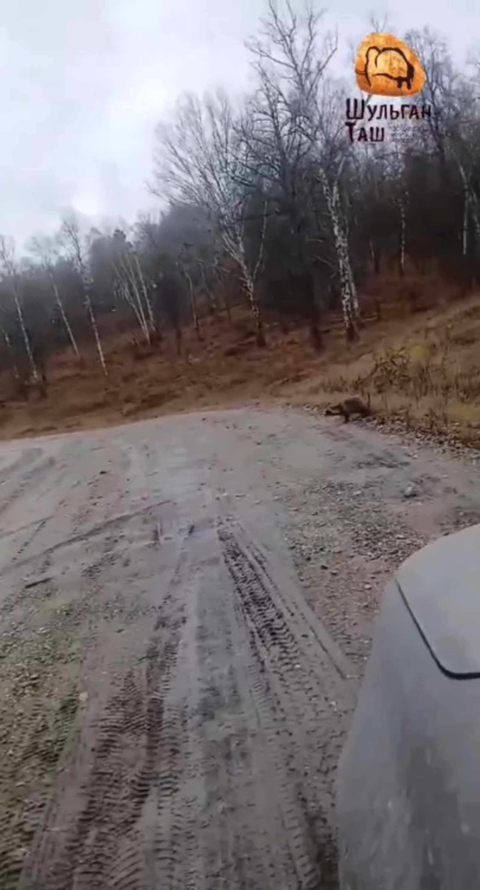 В Башкирии сняли на видео редкого дальневосточного гостя