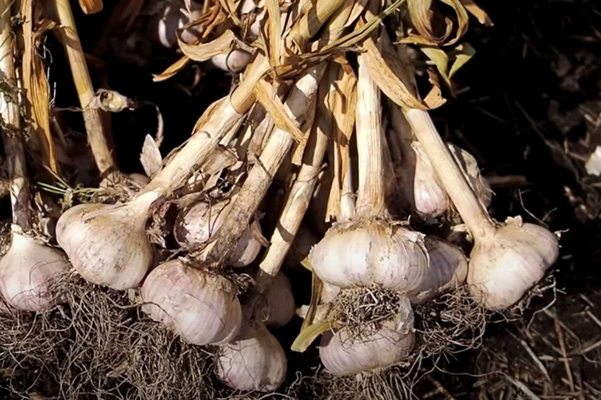 Чеснок хранится до лета — остается сочным и твердым без погреба: все благодаря одному компоненту