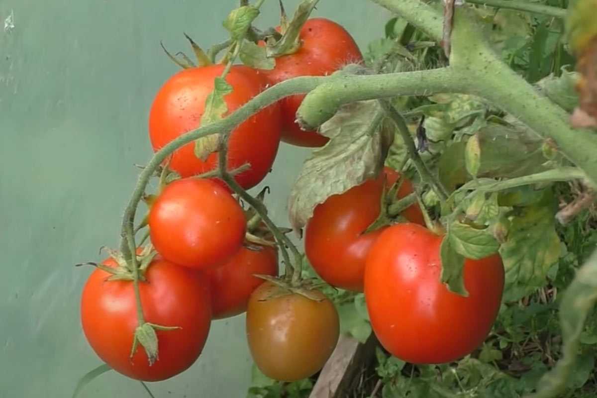 Садоводы уже сейчас борются за этот сорт томатов: компактный, вкусный, долго хранится — даст тонну плодов